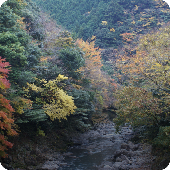 浜松の自然フィールド「森林」。奥浜名湖エリア・天竜美林の風景。