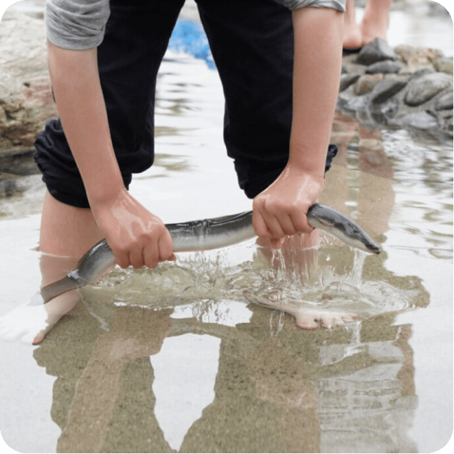 川でのうなぎのつかみ取り。