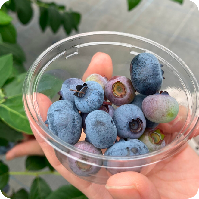 収穫したブルーベリーの観察。