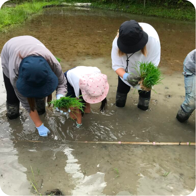 里山での田植え。