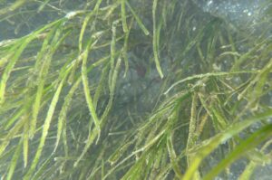 水中で撮影されたアマモ。