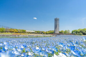 浜名湖ガーデンパークの風景。ネモフィラの花畑と展望塔。