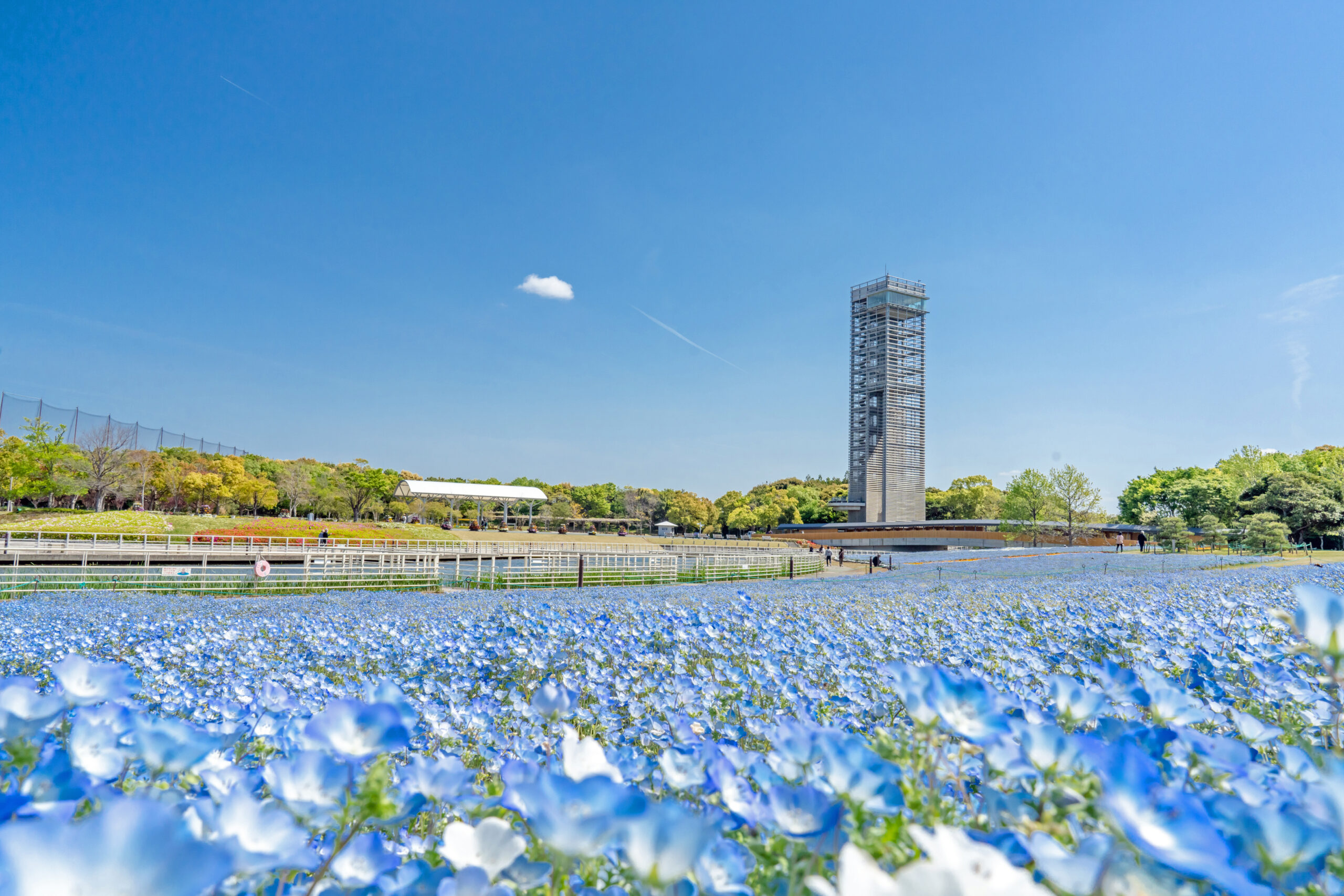 浜名湖ガーデンパークの風景。ネモフィラの花畑と展望塔。
