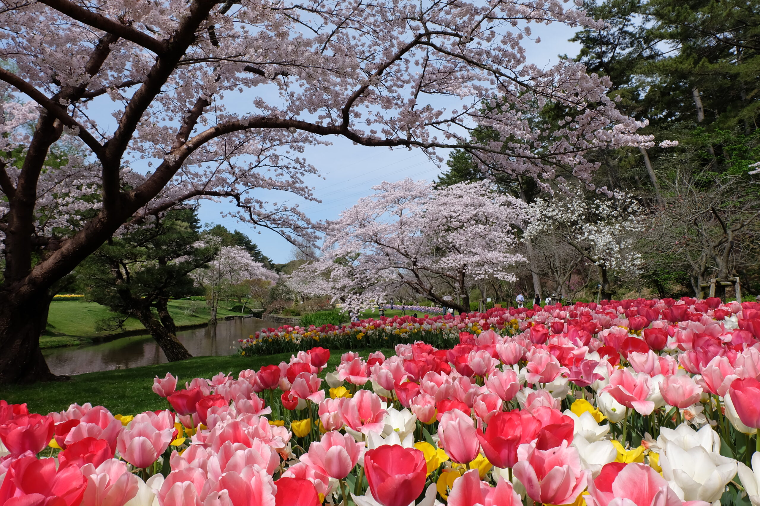 はままつフラワーパークの園内。満開の桜とチューリップの花畑。